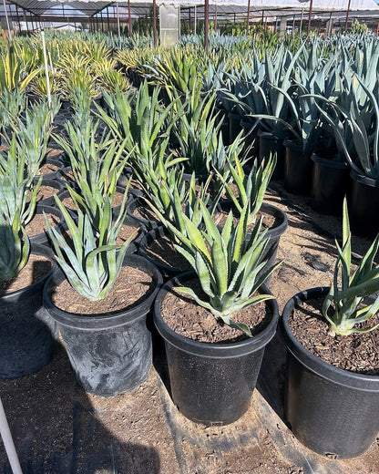 Murphey's Agave