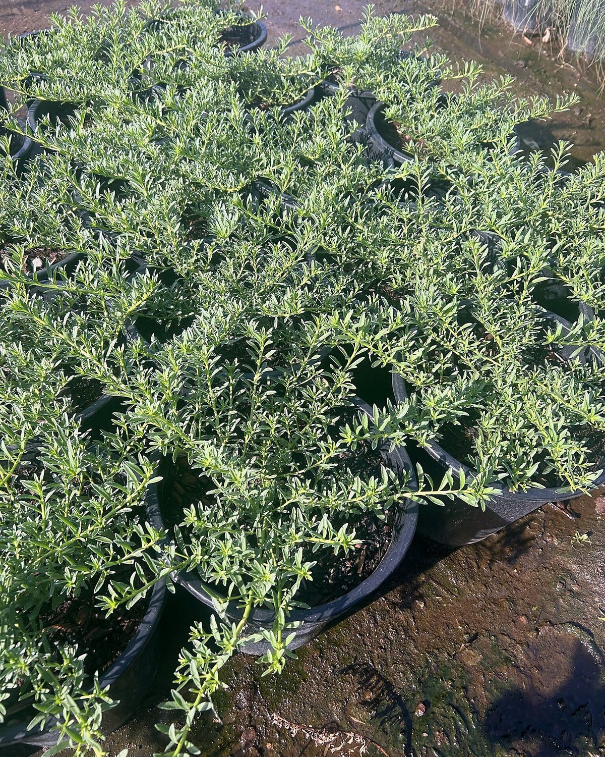 Myoporum