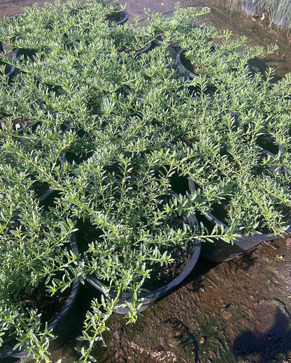 Myoporum