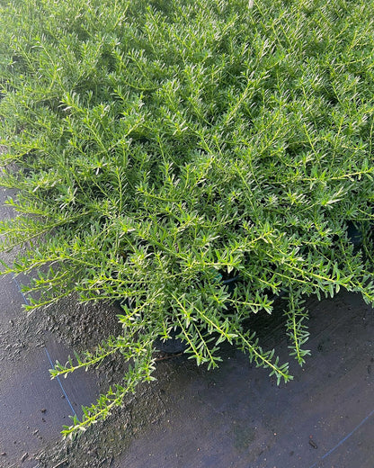 Myoporum