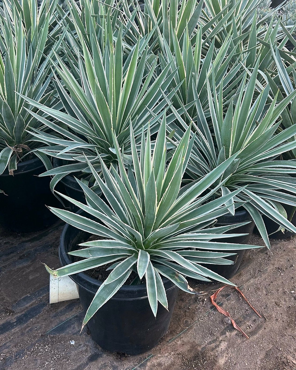 Narrow Leaf Agave