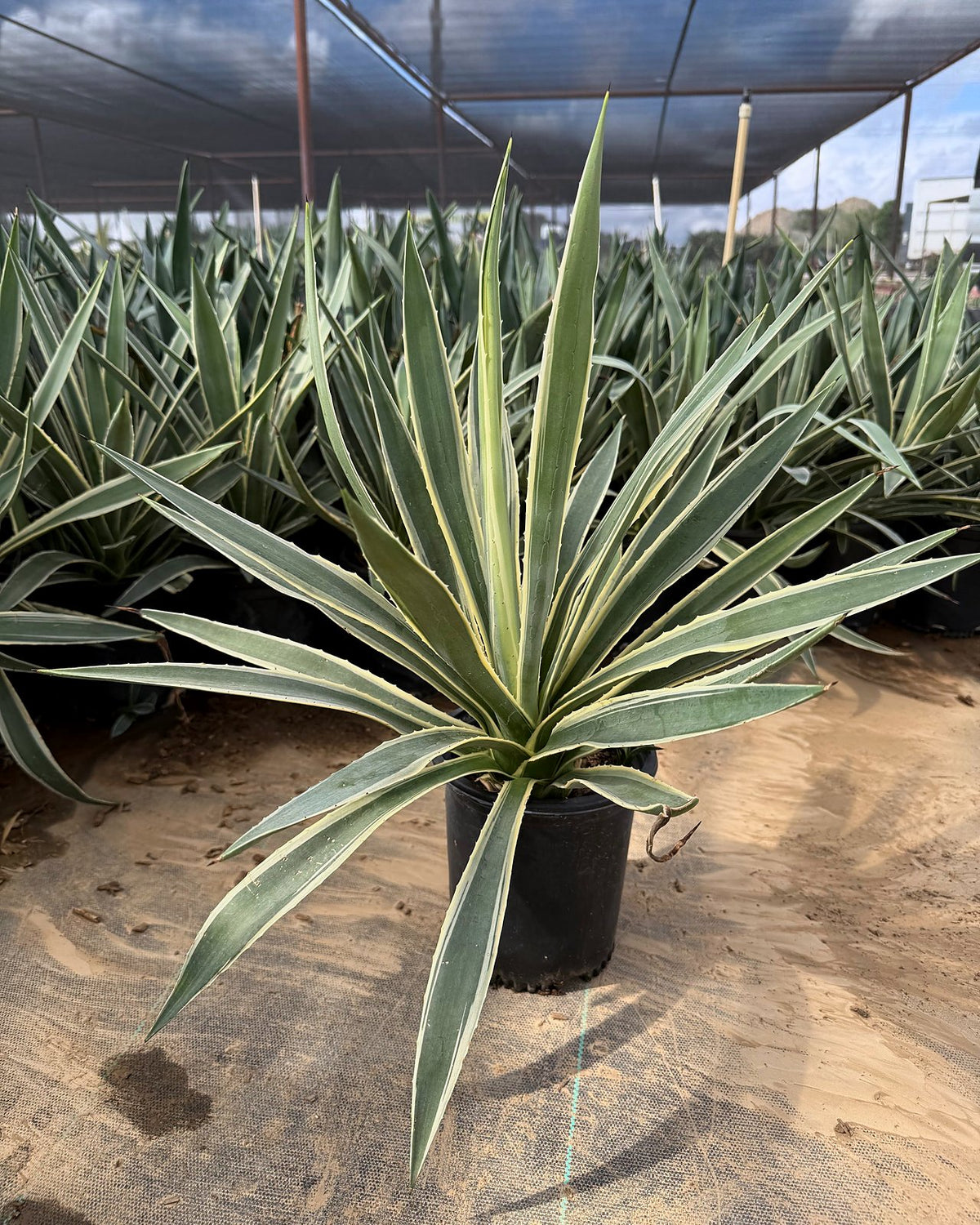 Narrow Leaf Agave