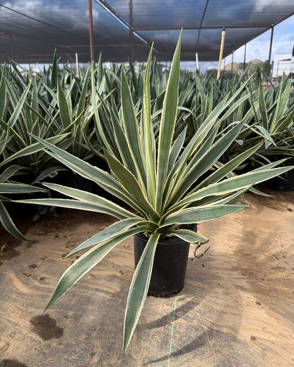 Narrow Leaf Agave