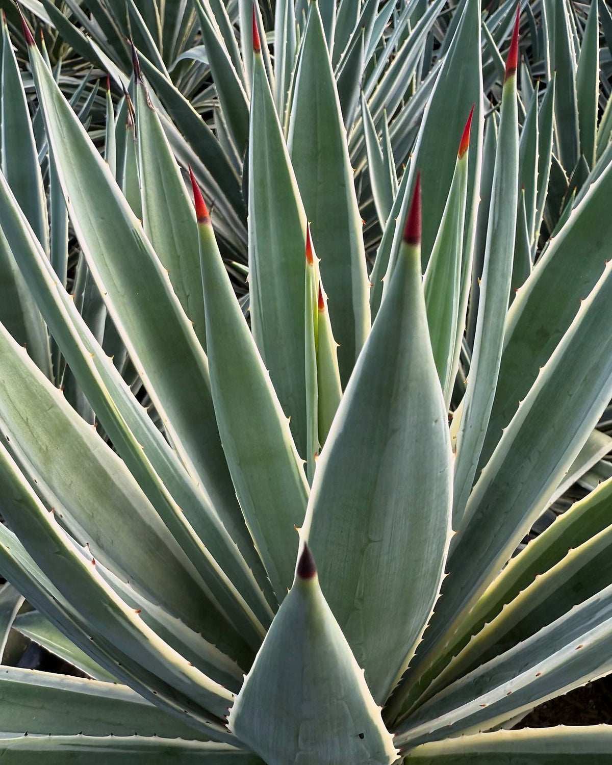 Narrow Leaf Agave