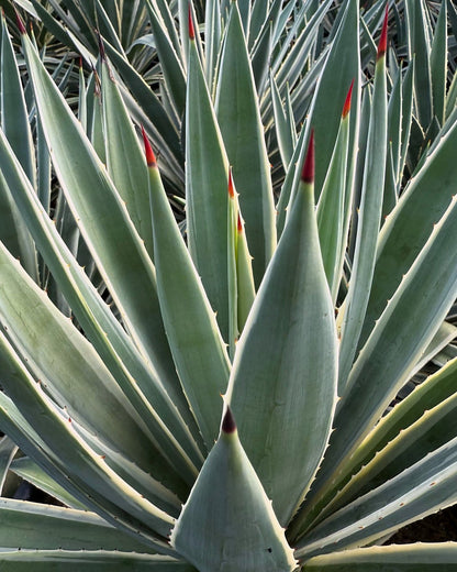 Narrow Leaf Agave