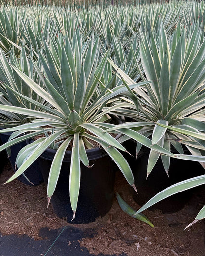 Narrow Leaf Agave