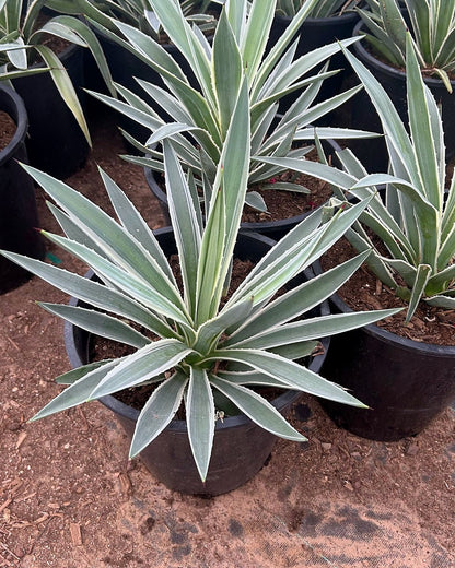 Narrow Leaf Agave