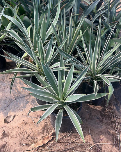 Narrow Leaf Agave