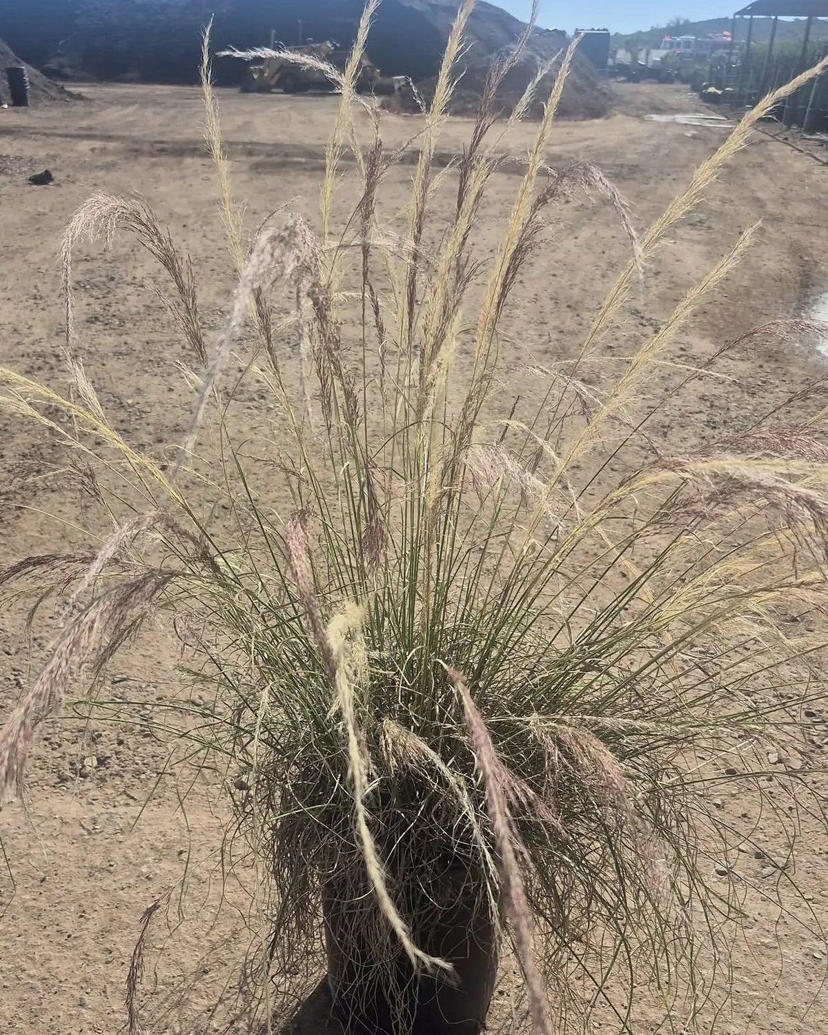 Nashville Grass
