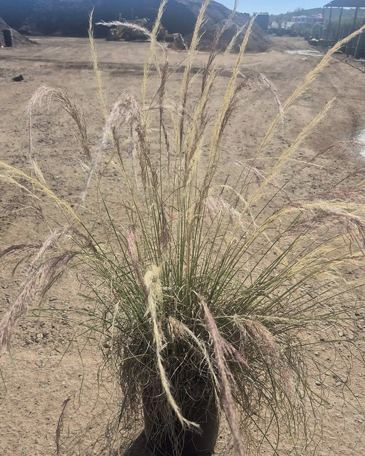 Nashville Grass