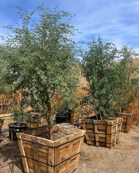 Native Mesquite
