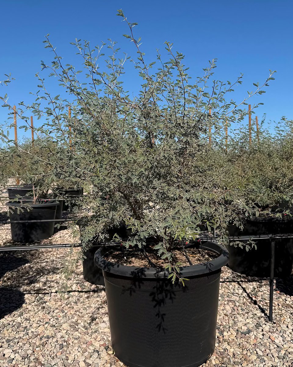Native Mesquite