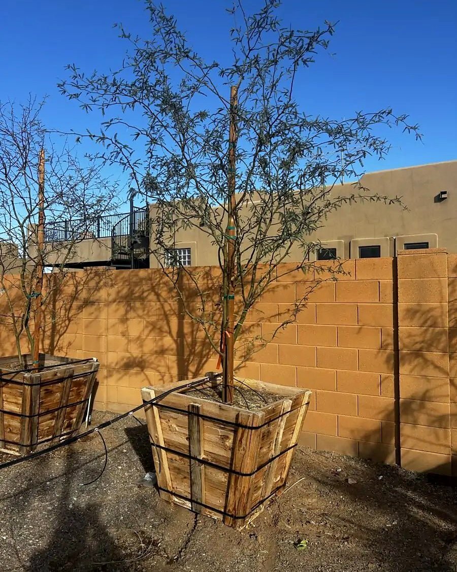 Native Mesquite