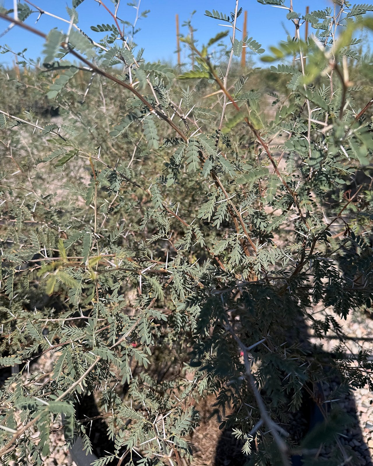 Native Mesquite