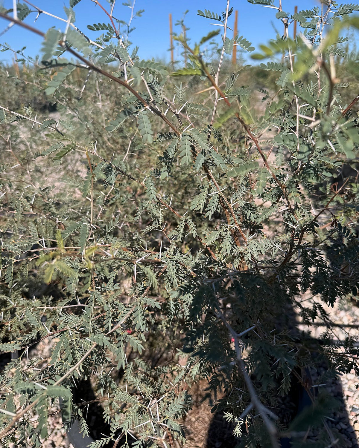 Native Mesquite