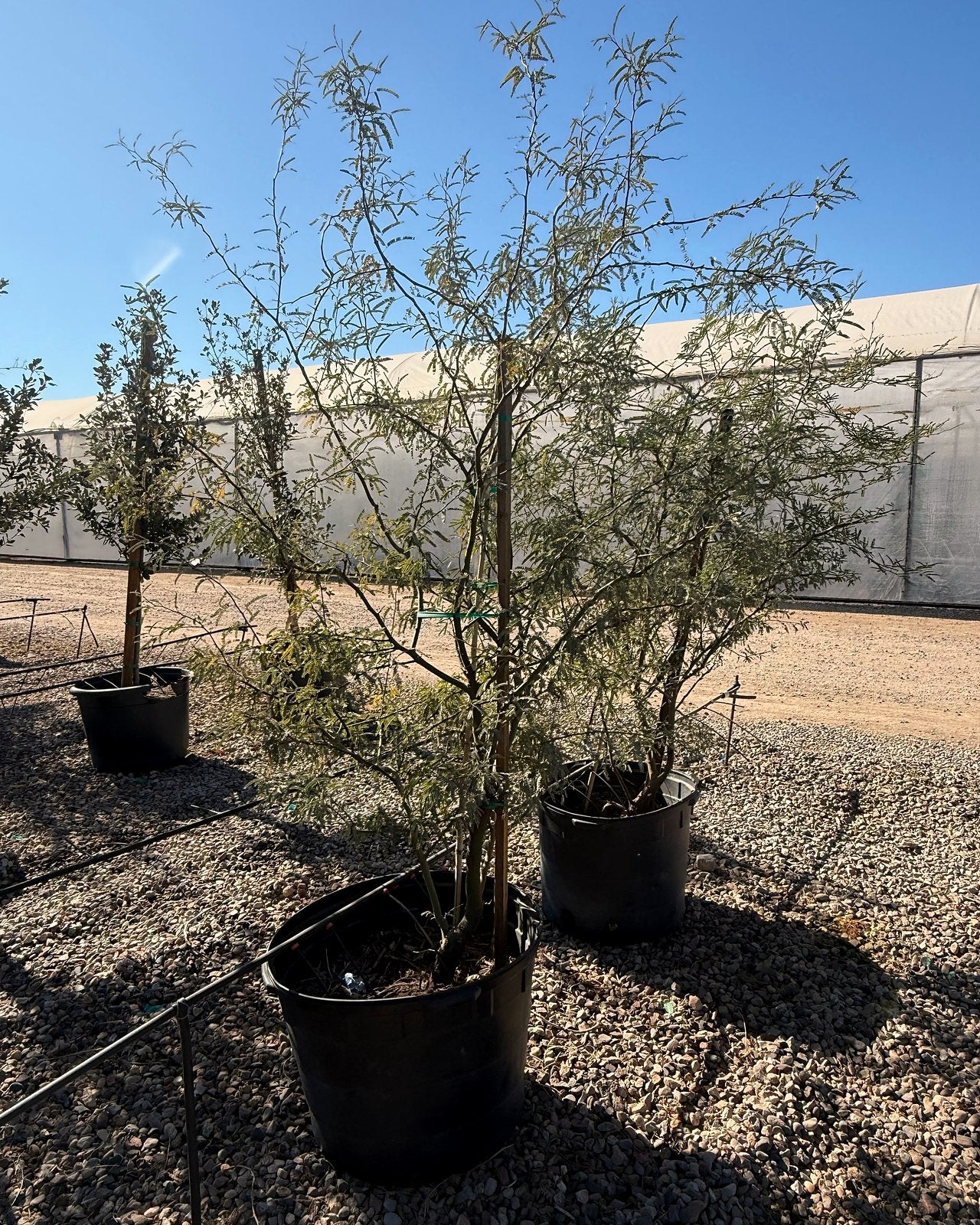 Native Mesquite