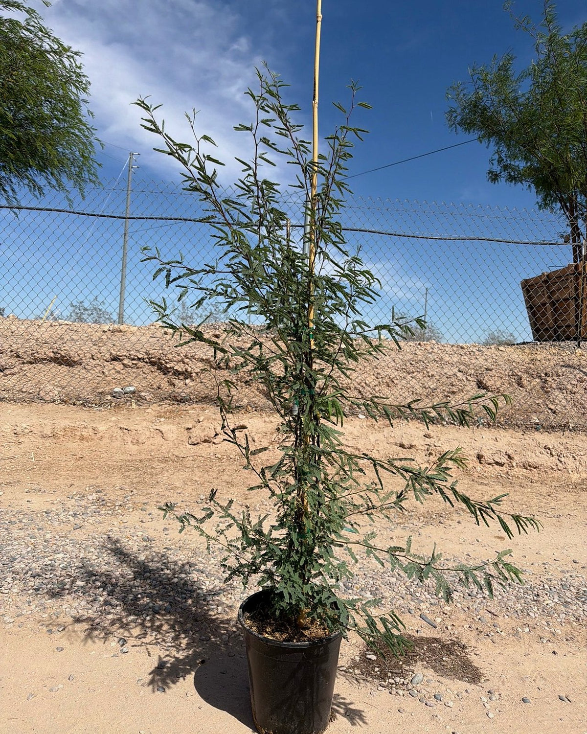Native Mesquite
