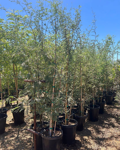Native Mesquite