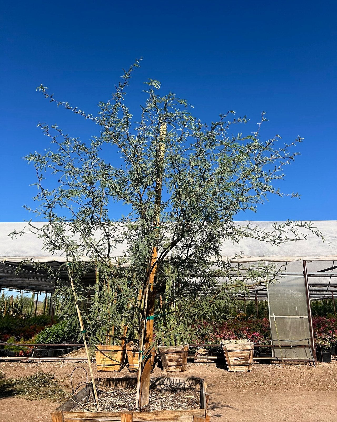 Native Mesquite