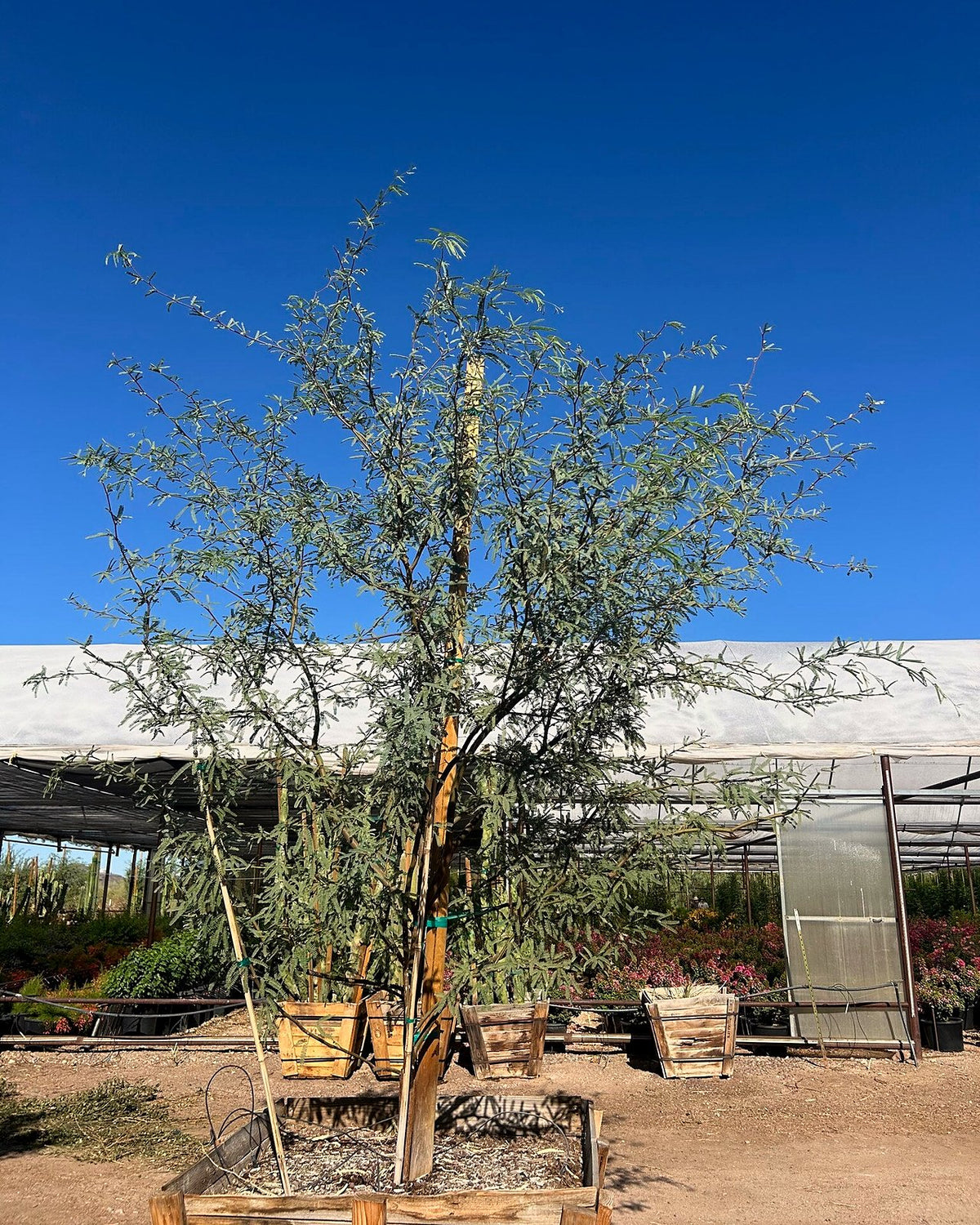 Native Mesquite
