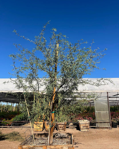 Native Mesquite