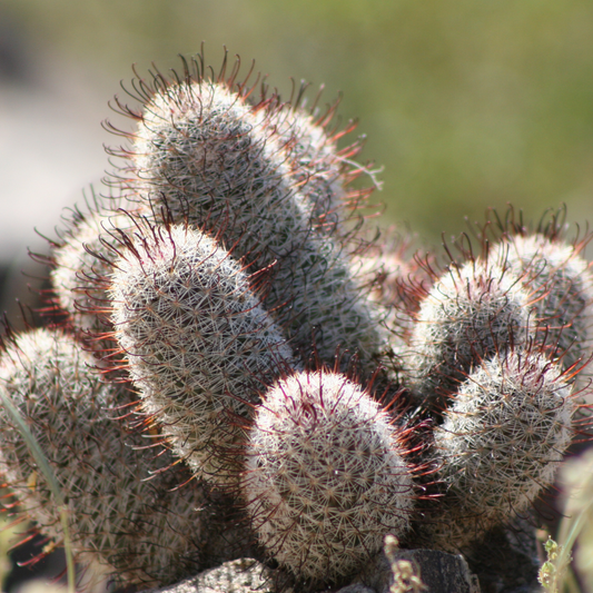 Native Hedgehog