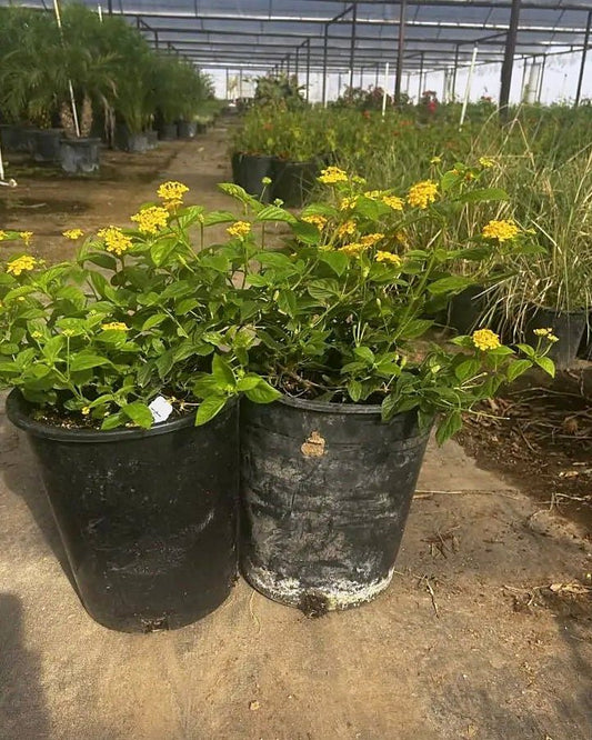 New Gold Lantana