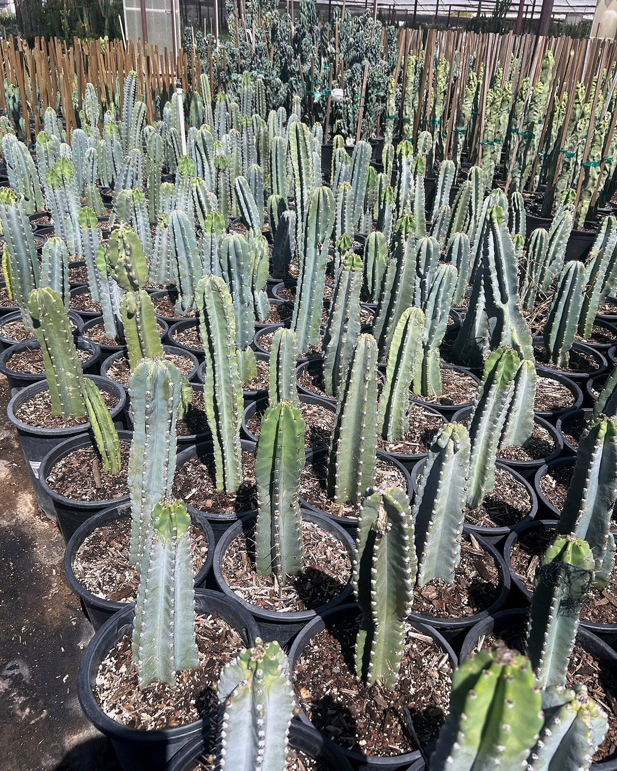 Night-blooming Cereus