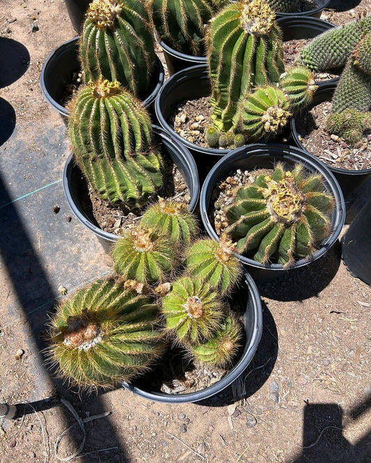 Notocactus claviceps