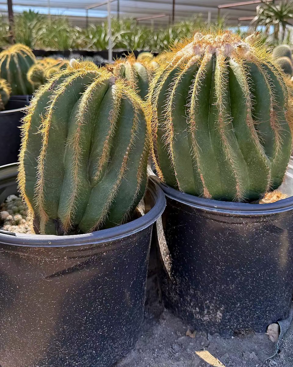 Notocactus magnificus