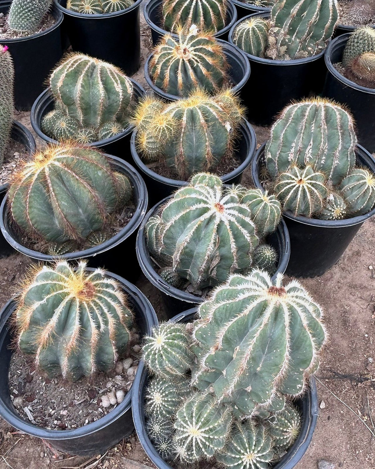 Notocactus magnificus