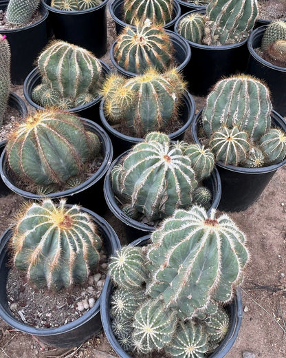Notocactus magnificus