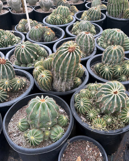 Notocactus magnificus