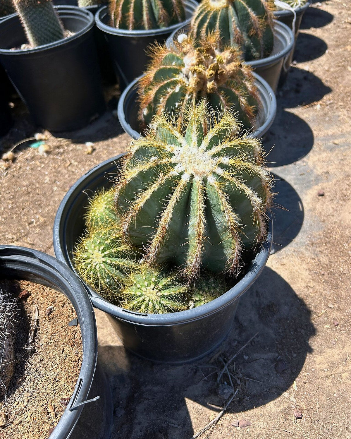 Notocactus magnificus
