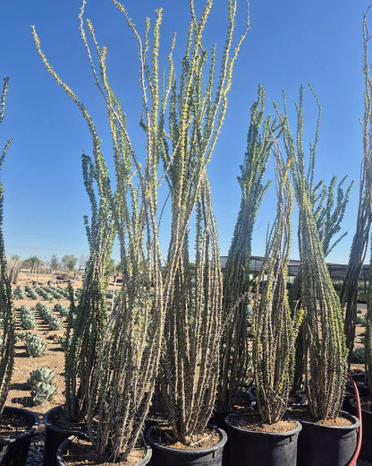 Ocotillo