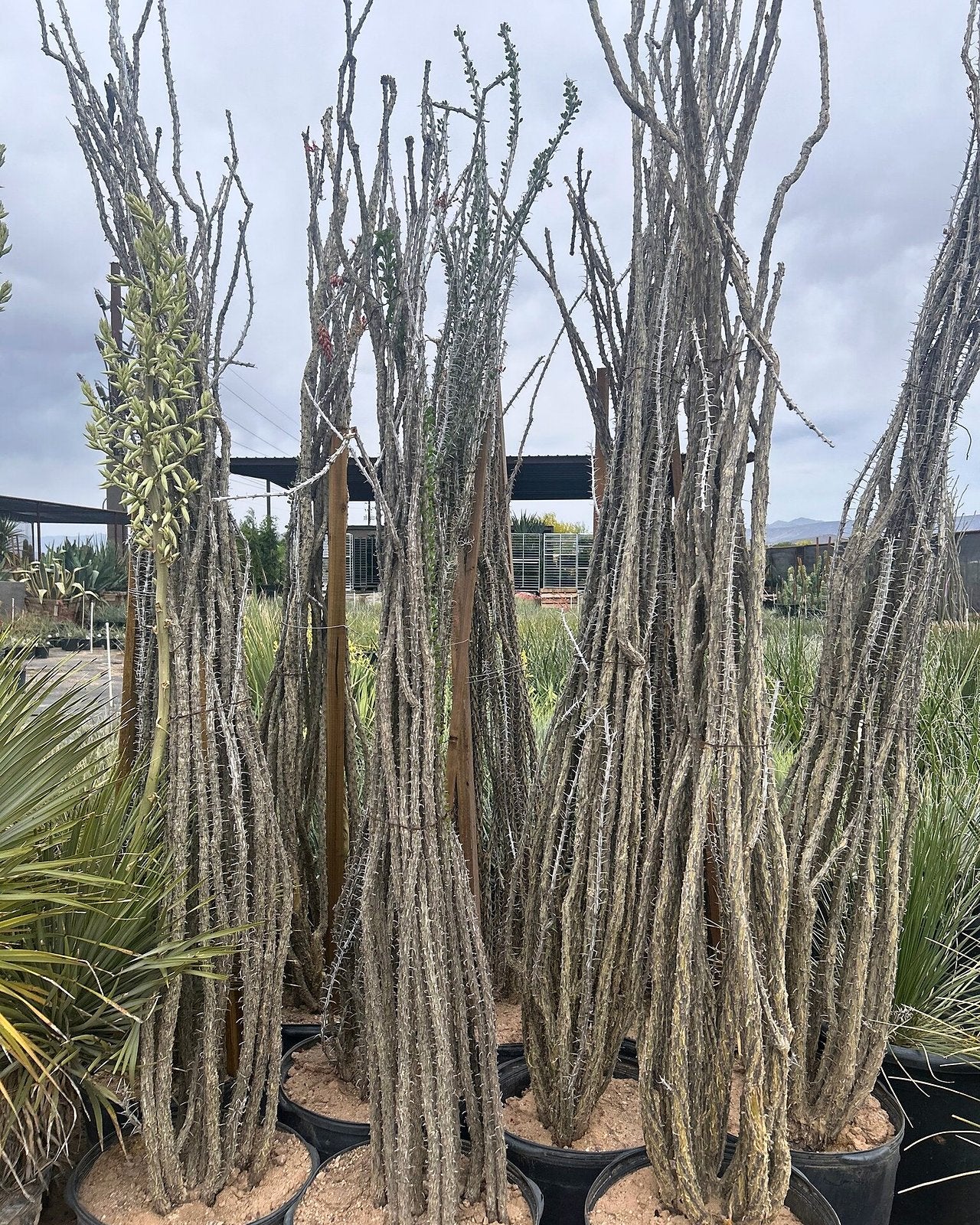 Ocotillo