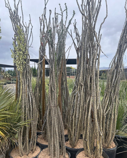 Ocotillo