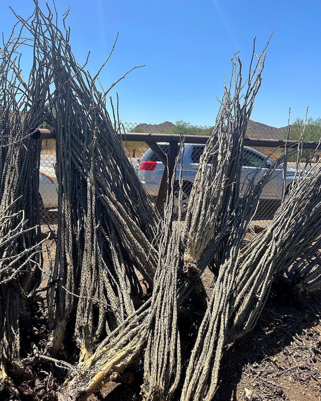 Ocotillo - Bareroot