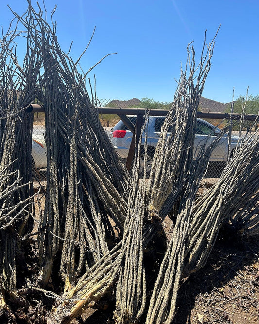 Ocotillo - Bareroot