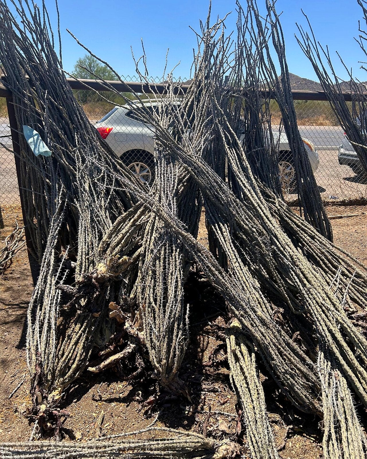Ocotillo - Bareroot