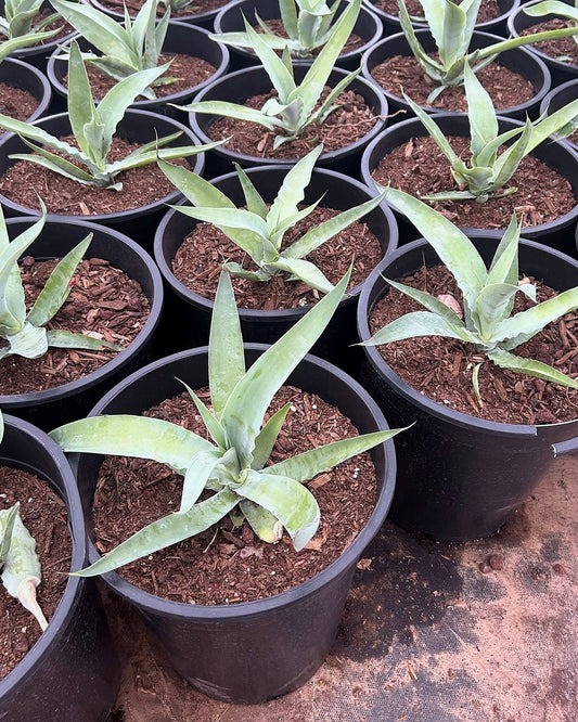 Octopus Agave
