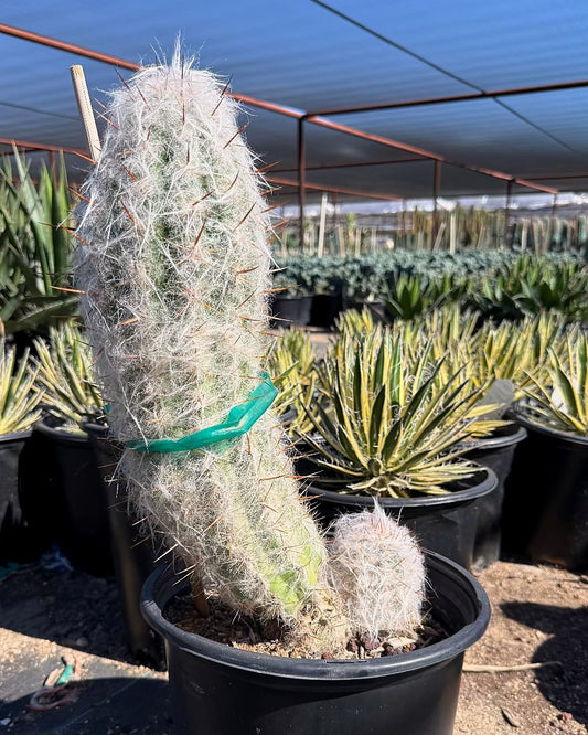 Old Man of the Andes