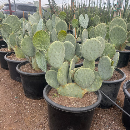 25 gallon Opuntia Robusta (Opuntia robusta) in nursery pot — Phoenix, AZ