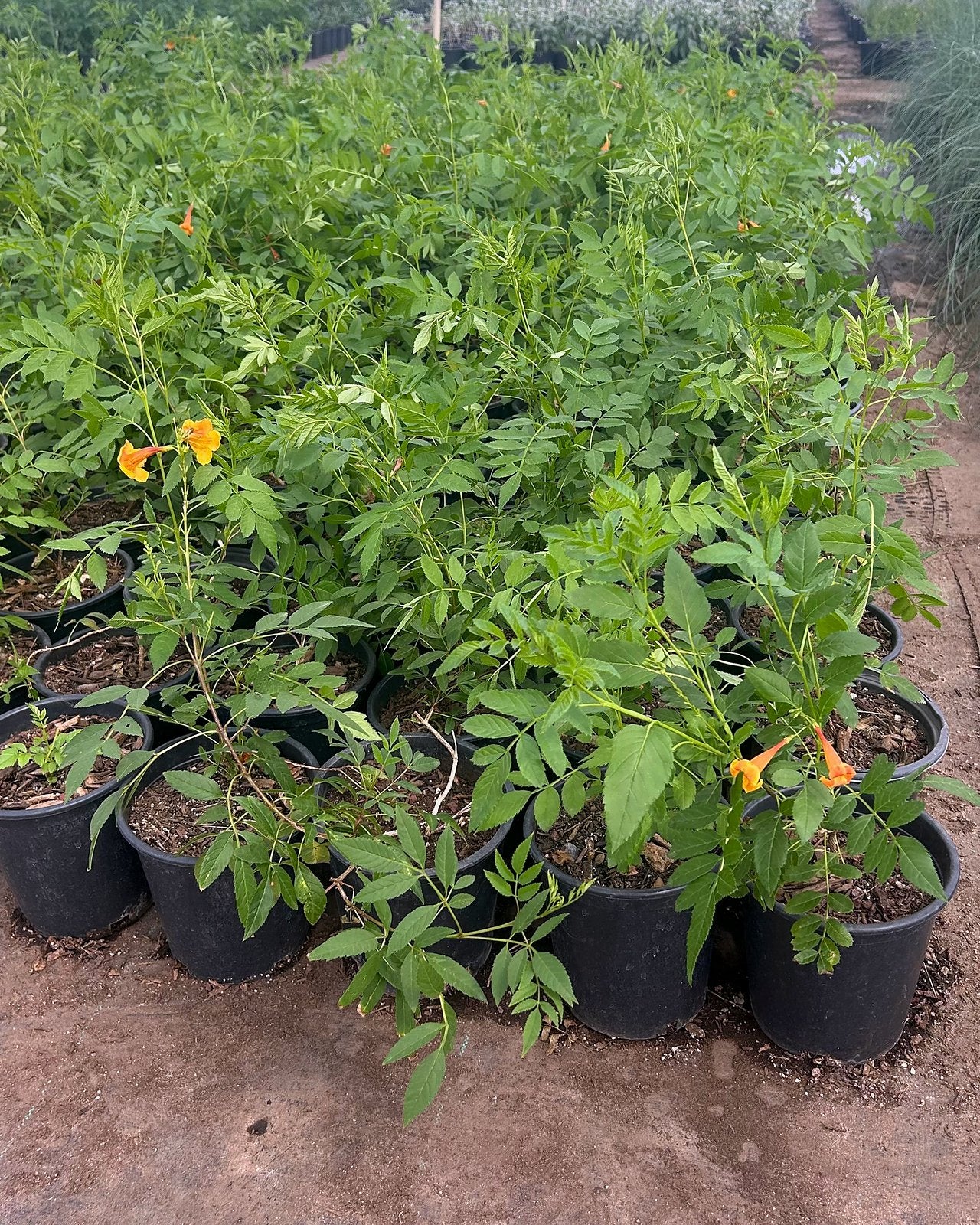 Orange Jubilee Bush