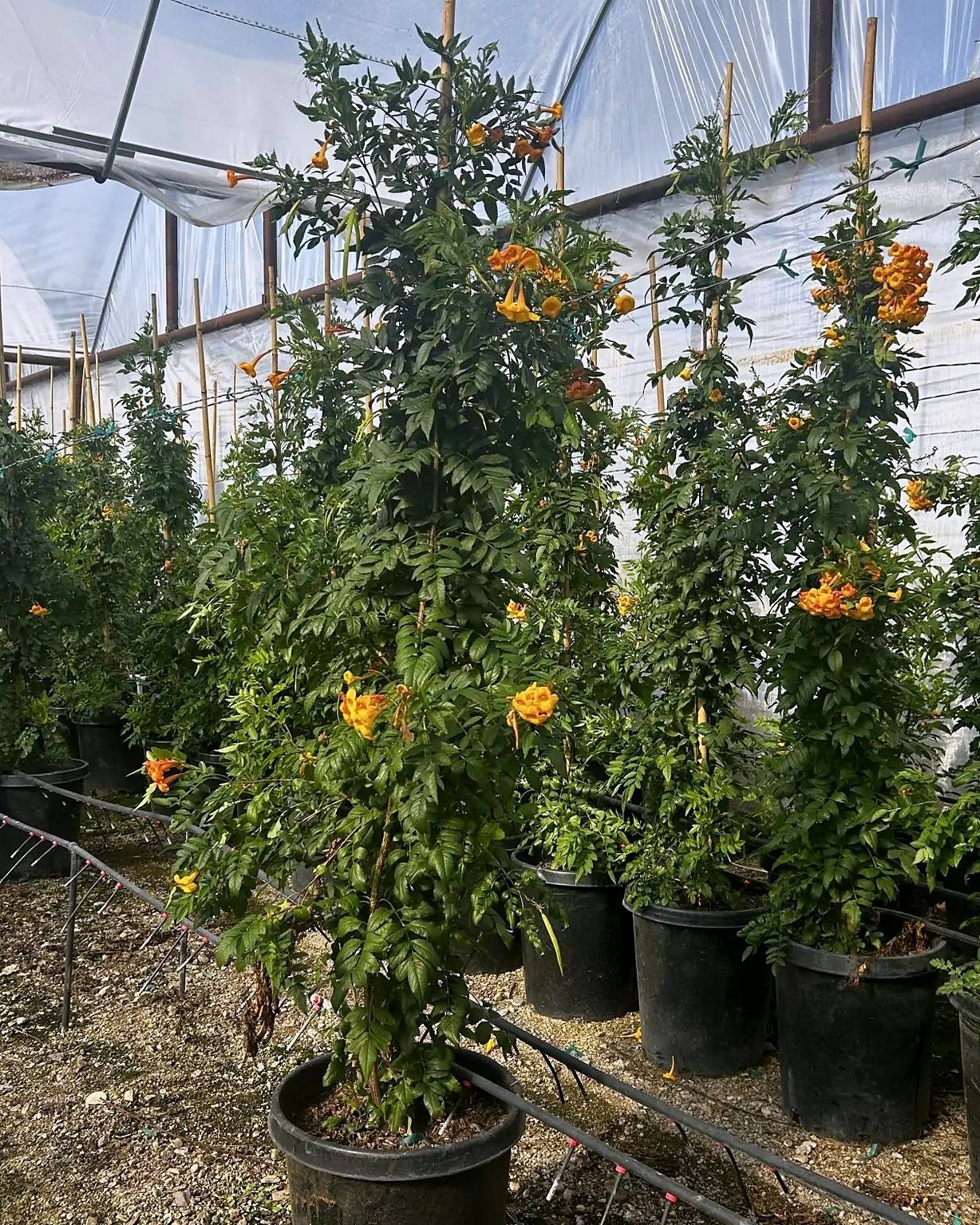 Orange Jubilee Staked