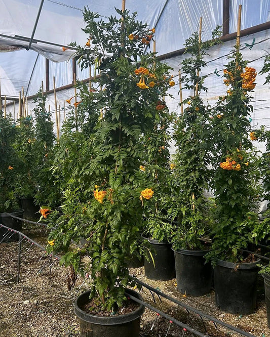 Orange Jubilee Staked