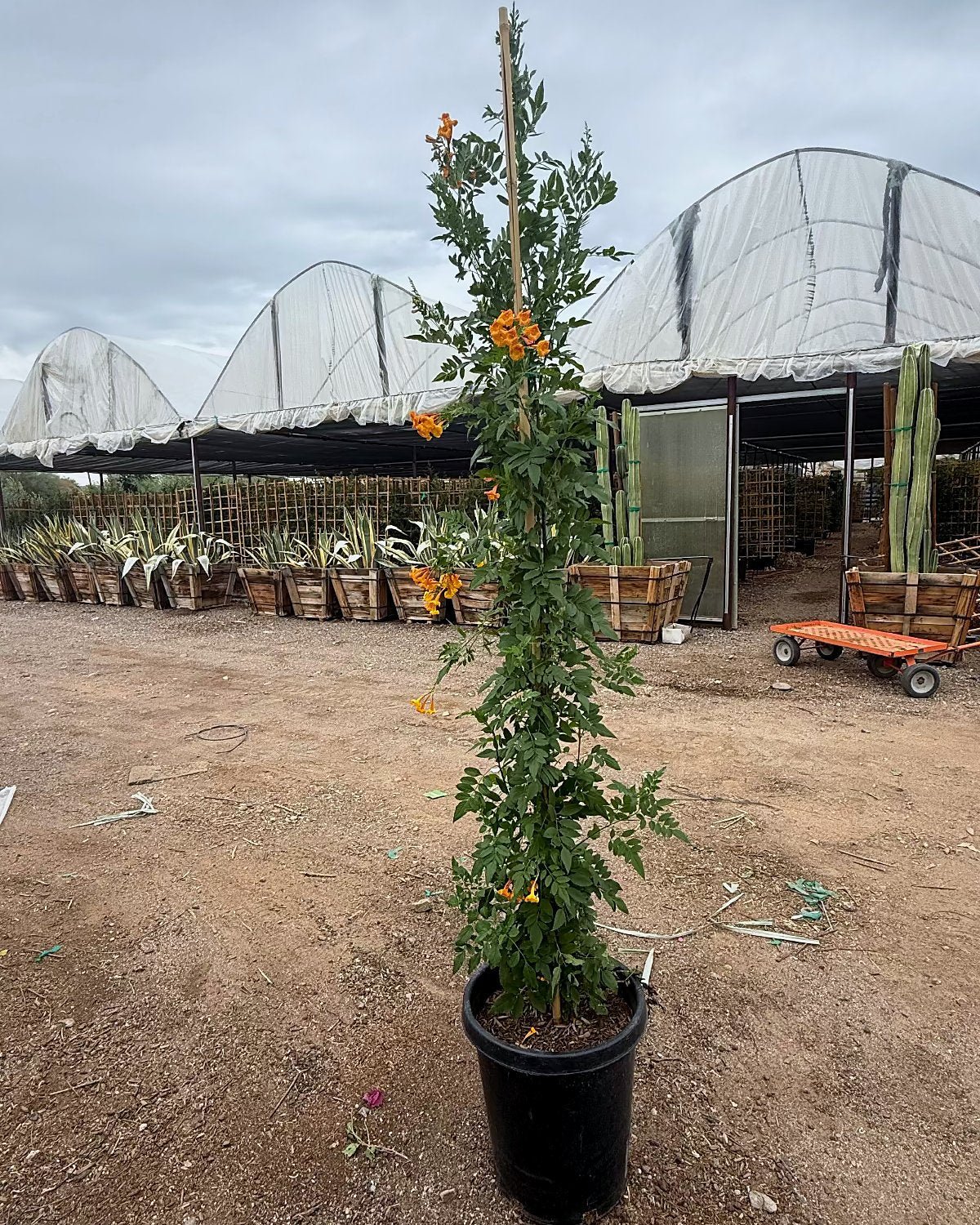 Orange Jubilee Staked