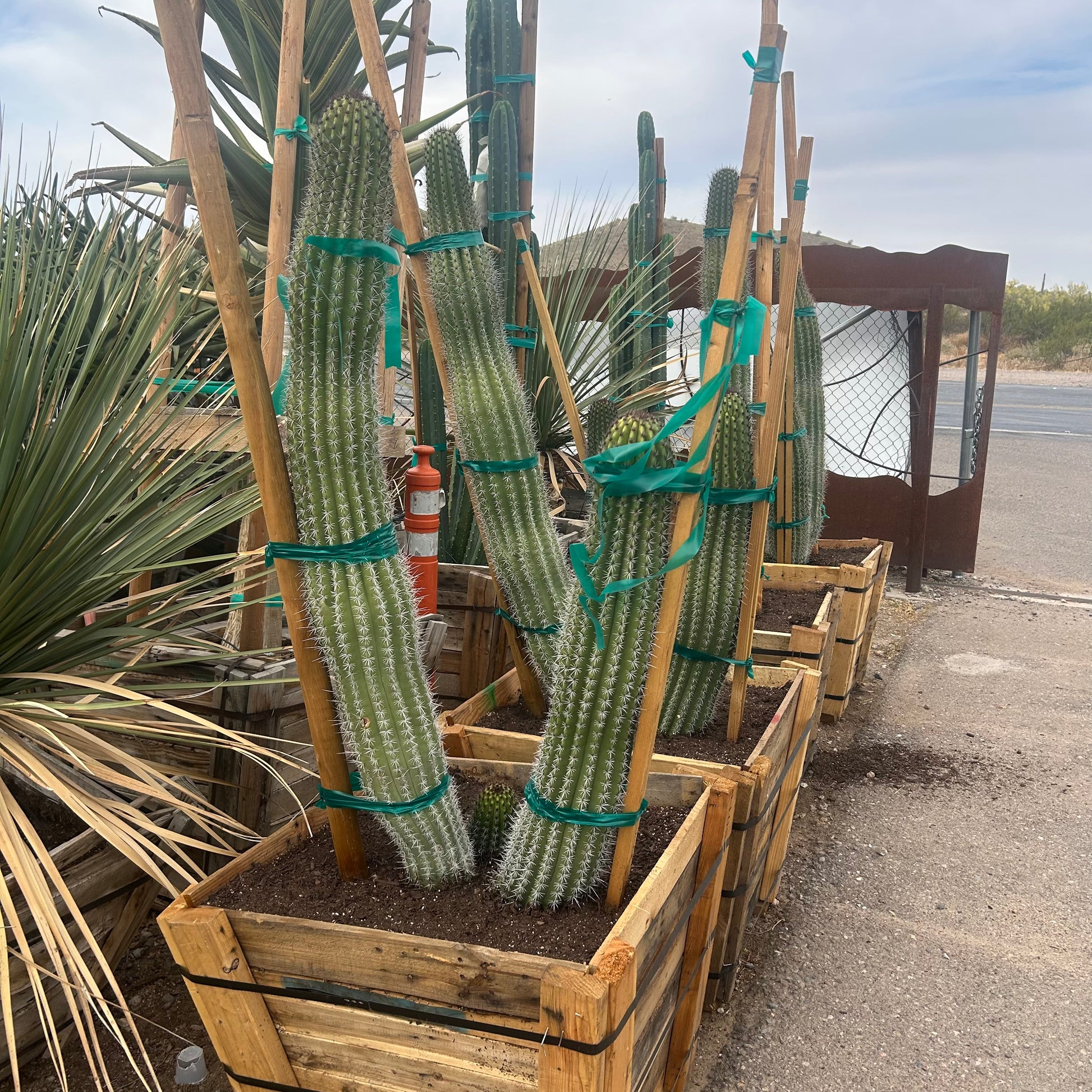 Buy Organ Pipe Cactus Phoenix, AZ | Stenocereus thurberi