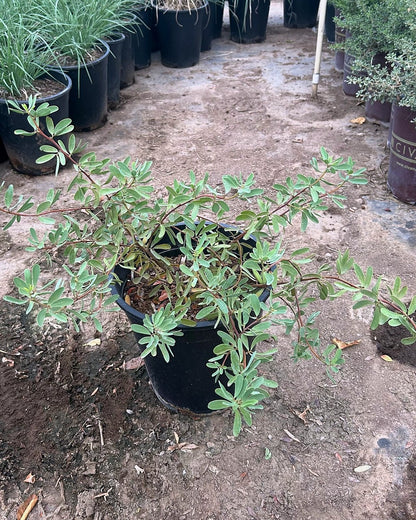 Outback Cassia