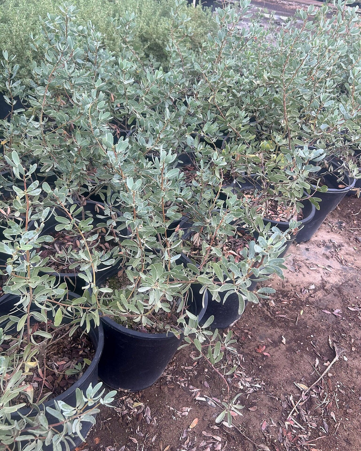 Outback Cassia